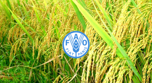 Tổ chứ Liên Hợp Quốc Lương Thực và Nông Nghiệp (FAO)