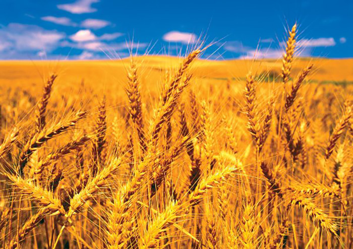 FAO đảm bảo nguồn cung lương thực cho các quốc gia trên toàn thế giới 