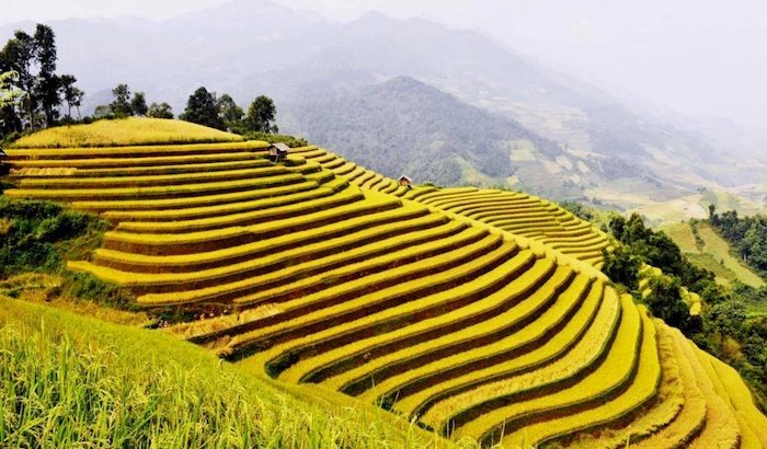 Ngỡ ngàng ruộng bậc thang Hoàng Su Phì mùa lúa chín