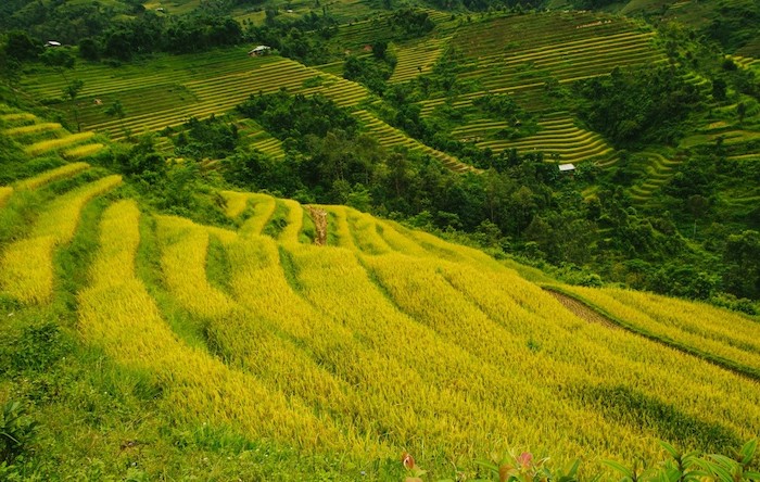 Hoàng Su Phì mùa lúa chín tại Bản Luốc là nơi được mệnh danh sở hữu những thửa ruộng bậc thang đẹp nhất của núi rừng Tây Bắc