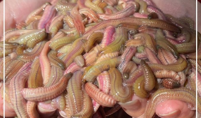 Ăn nhiều rươi Tứ Kỳ có tốt không? Địa chỉ mua rươi Tứ Kỳ uy tín