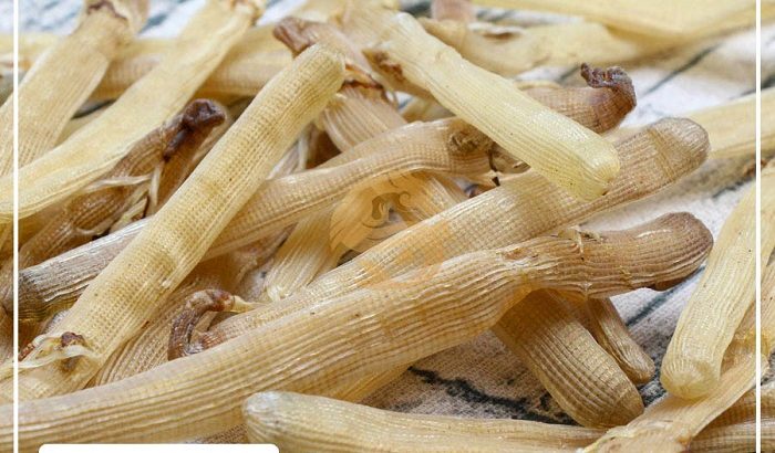 Địa chỉ bán sá sùng ở TPHCM uy tín, kinh nghiệm chọn mua sá sùng ngon