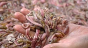 Rươi tỉnh nào ngon nhất? Gợi ý địa chỉ bán rươi ngon tại Hà Nội